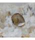 Bague "sunshine" en argent et quartz rutilé doré