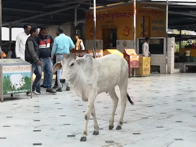 vache sacrée