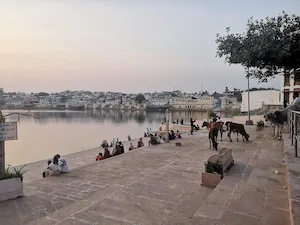 vache sacrée pushkar