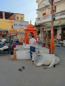 vache sacrée idienne
