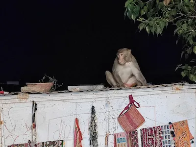singe a pushkar